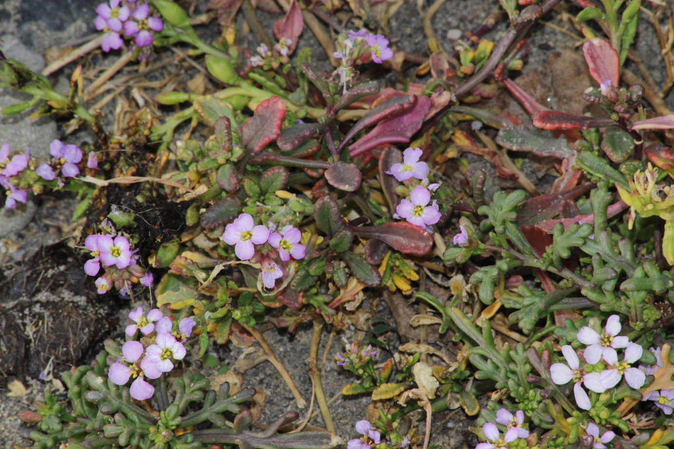 Cakile maritima / Ravastrello